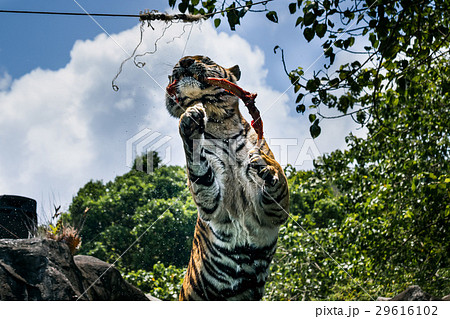 Portrait of a  tiger alert and the camera 29616102