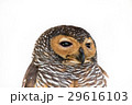 Portrait of  Brown Wood Owl bird from Thailand 29616103