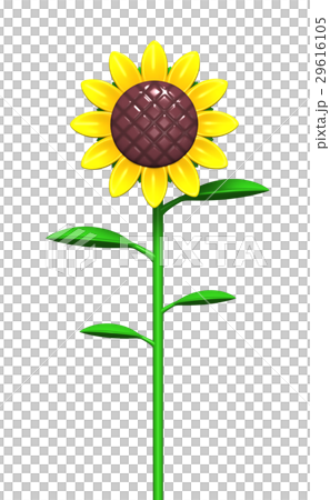 sunflower	 29616105