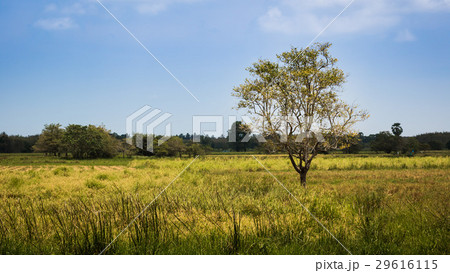 Green field near the mountain valley. 29616115