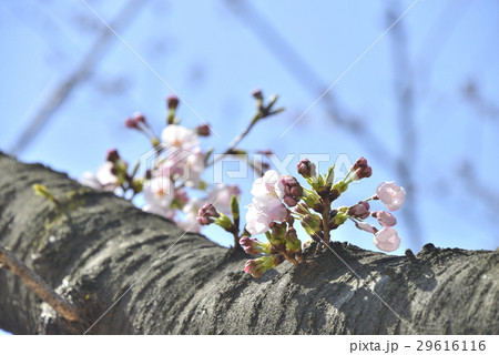 季節の花　 29616116