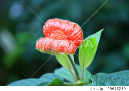 サイコトリア ペピギアナ（別名：ホット・リップス）熱い唇  29616289