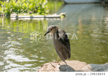 ゴイサギ 五位鷺 ごいさぎ 29616643