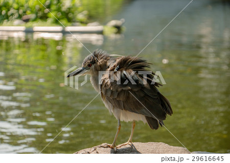 ゴイサギ 五位鷺 ごいさぎ 29616645