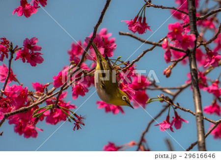 桜 さくら サクラ 29616646