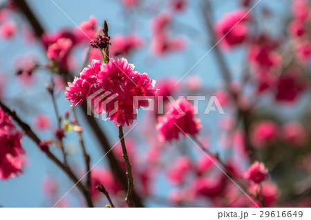 桜 さくら サクラ 29616649
