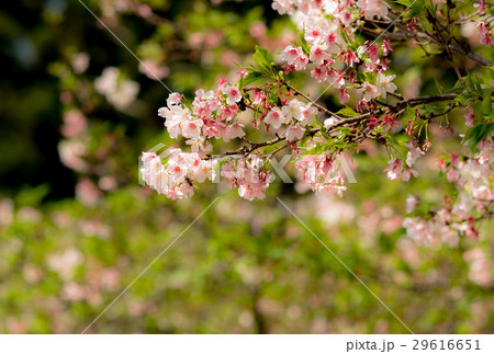 桜 さくら サクラ 29616651
