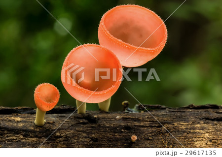 Orange mushroom or Champagne mushroom  29617135