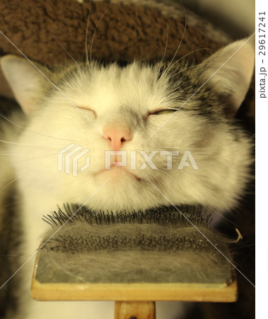 cat face with brush being grooming 29617241