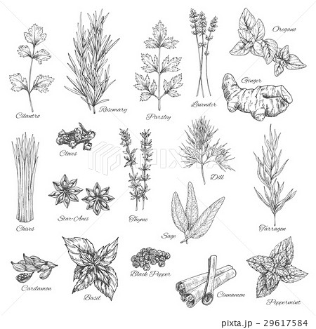 Spices and herbs vector sketch icons 29617584