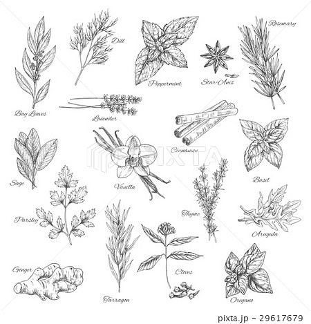 Herbs and spices vector sketch icons 29617679