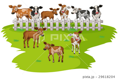 Many cows on the farmyard 29618204