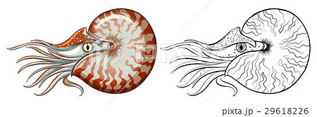 Animal outline for nautilus shell 29618226