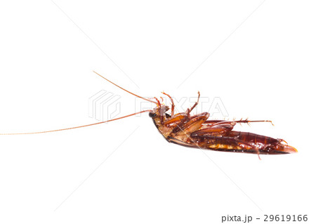 cockroach 29619166