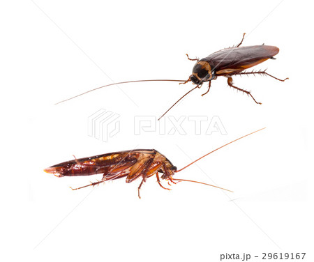 cockroach 29619167