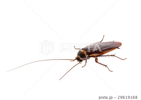cockroach 29619168