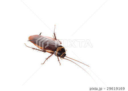 cockroach 29619169
