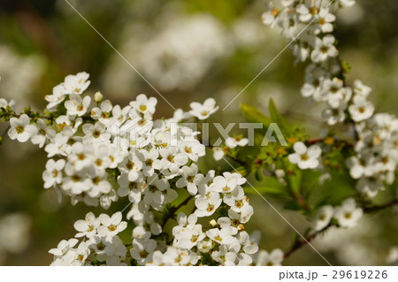 ユキヤナギ 29619226