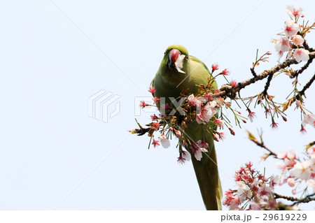 ワカケホンセイインコ 29619229