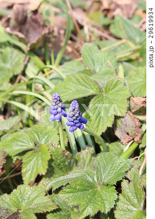 春の花 植物 ムスカリ 春の花 植物 ムスカリ 29619934