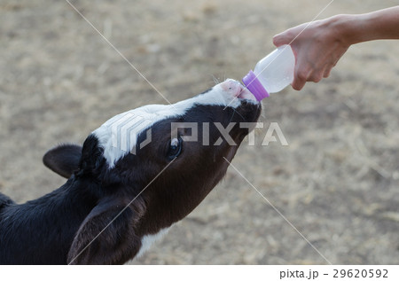 Feeding a person with a bottle of milk to a calf Feeding a person with a bottle of milk to a calf 29620592
