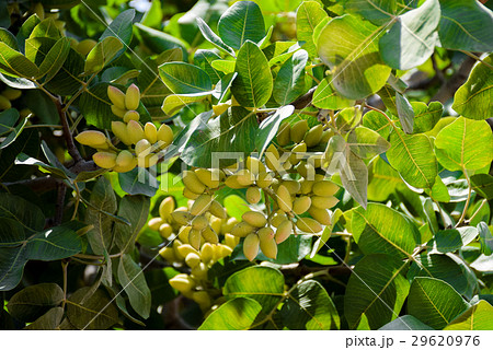 Bunch of green Pistachio nut shells 29620976