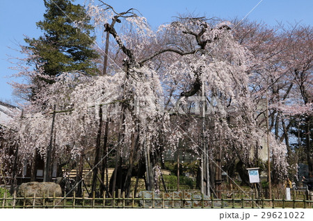 伏姫桜in市川 伏姫桜in市川 29621022