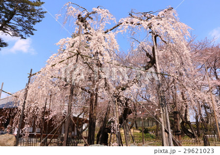 伏姫桜in市川2 伏姫桜in市川2 29621023