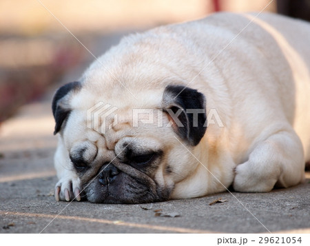 lovely lonely white fat cute pug dog outdoor lovely lonely white fat cute pug dog outdoor 29621054