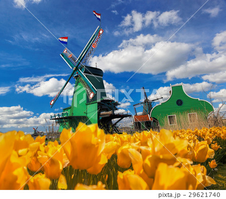 Dutch windmill with tulips in Amsterdam, Holland Dutch windmill with tulips in Amsterdam, Holland 29621740