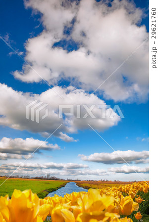 Landscape with yellow tulips in Holland 29621760
