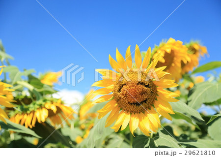 ひまわりの笑顔の写真素材