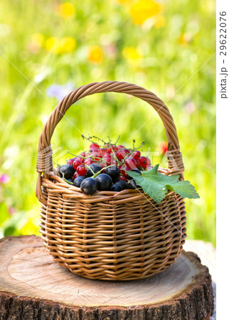 Basket of black currant and red currant 29622076