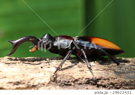 パリーフタマタクワガタ 29622431