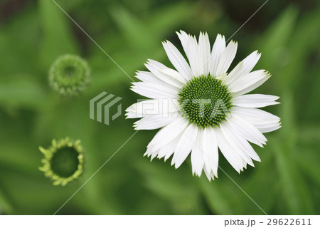 エキナセア(バージン) エキナセア(バージン) 29622611