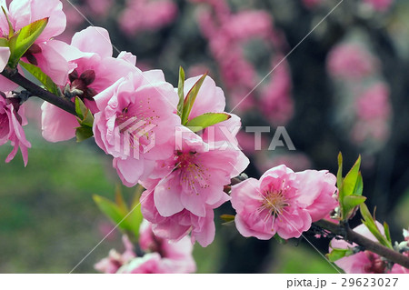 縁起の良い花桃 ハナモモ の写真素材