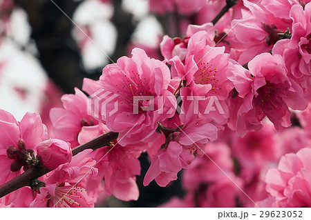 縁起の良い花桃 ハナモモ の写真素材