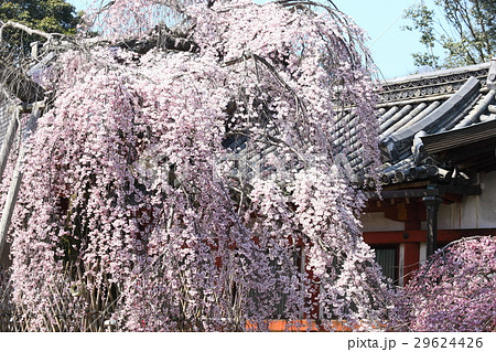 氷室神社の枝垂れ桜 氷室神社の枝垂れ桜 29624426