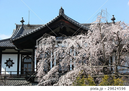 旧奈良県物産陳列所の枝垂れ桜 旧奈良県物産陳列所の枝垂れ桜 29624596