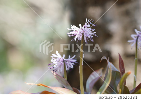 ショウジョウバカマの花 29625331