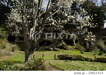 3月 逗子64まんだら堂やぐら群 3月 逗子64まんだら堂やぐら群 29625414