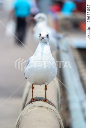 Seagull Seagull 29625897