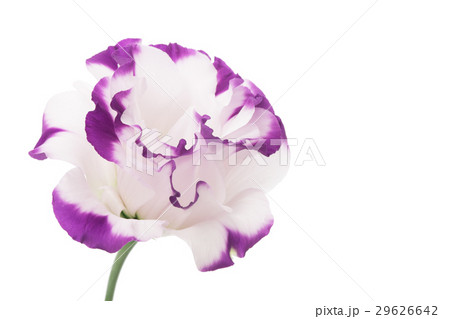 白と紫色のトルコキキョウ 29626642