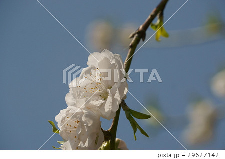 ハナモモ 白花 ハナモモ 白花 29627142