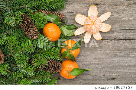 Tangerine fruits and christmas tree branches. Tangerine fruits and christmas tree branches. 29627357