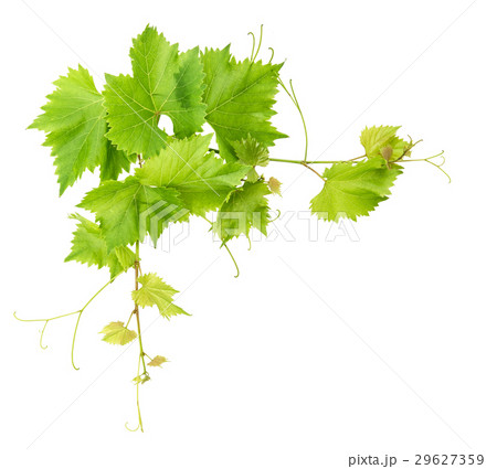 Vine leaves border isolated on white background 29627359