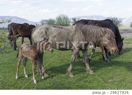 Old dirty horse grazing with a herd in field Old dirty horse grazing with a herd in field 29627926