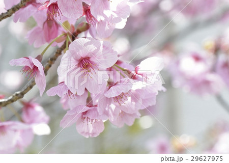 桜 桜 29627975
