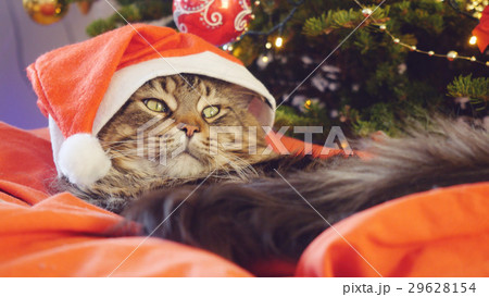 Funny Maine Coon cat as Santa Claus wears 29628154
