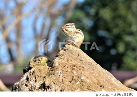 岩の上のシマリス 岩の上のシマリス 29628190
